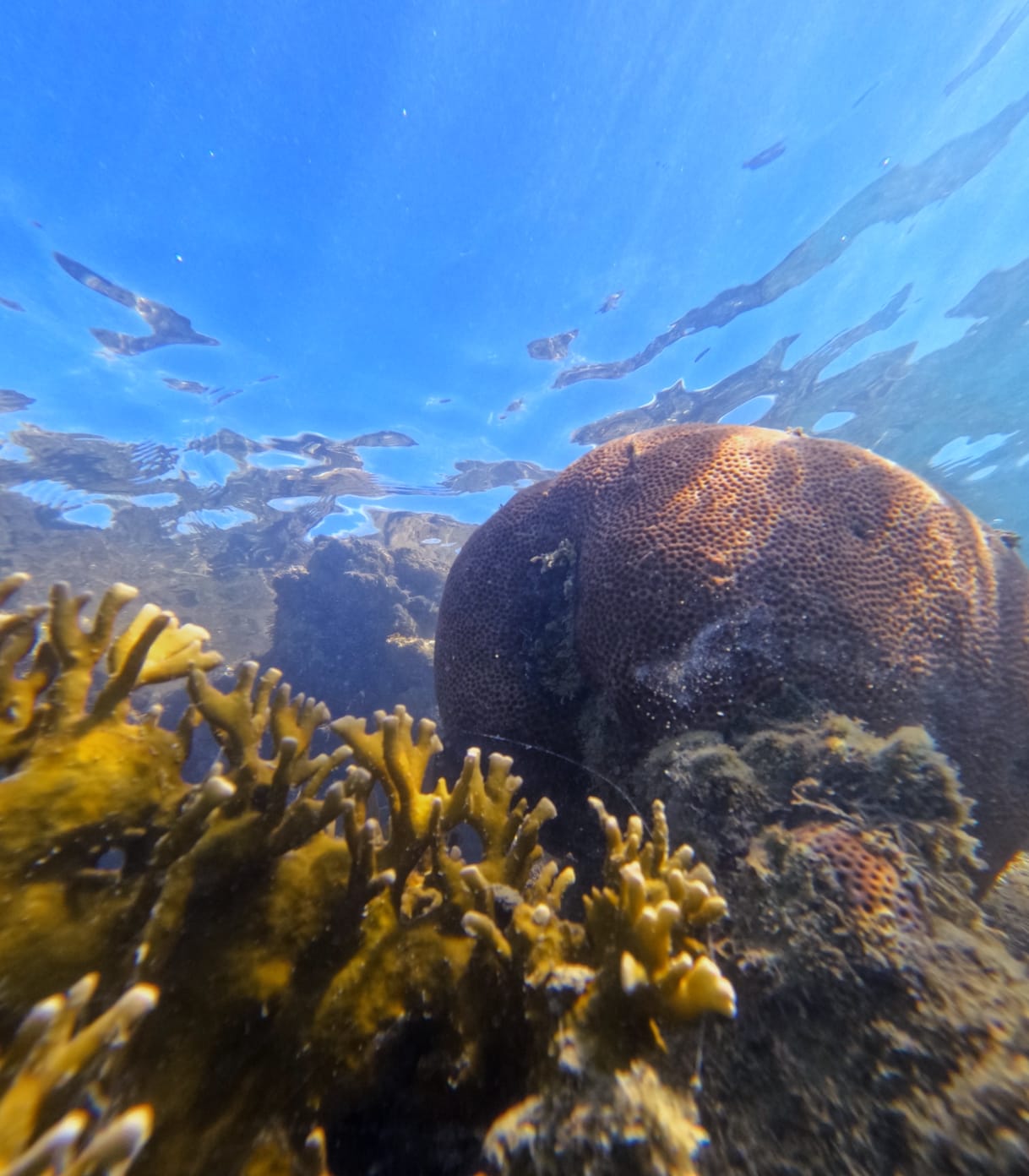Monitoramento no Recife de Fora não registra presença de peixe-leão
