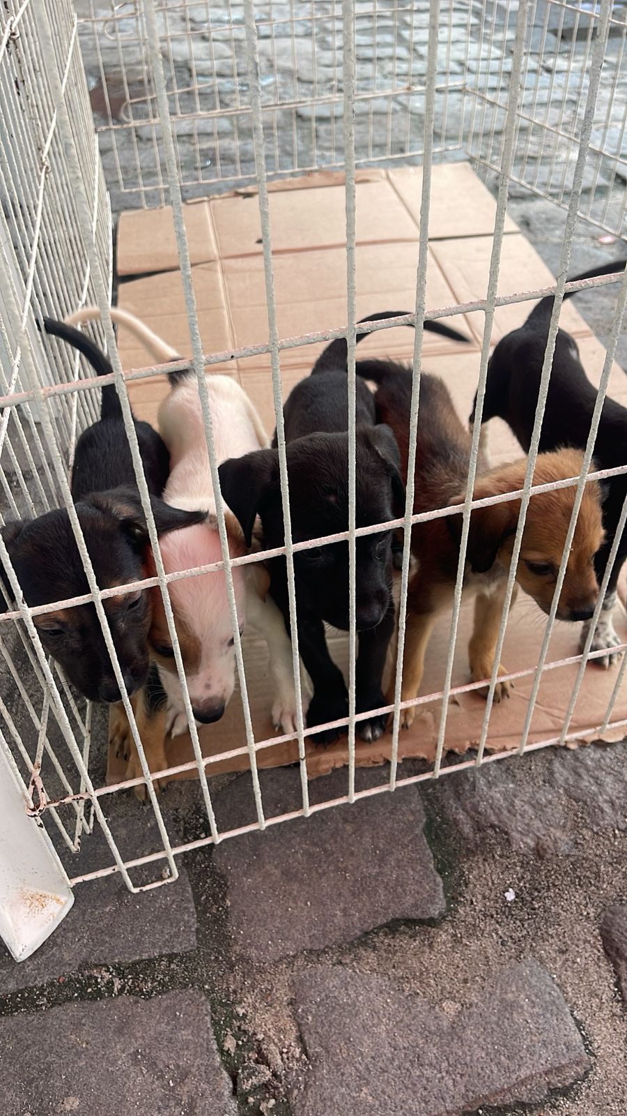 Feira semanal de adoção e vacinação fortalece causa animal em Porto Seguro