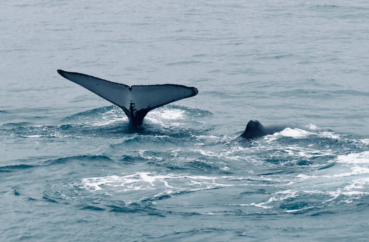 Temporada das baleias-jubarte inicia fomentando turismo de natureza em Porto Seguro