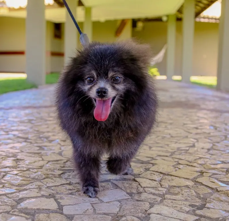 Hotéis do Grupo GPS aderem à tendência do turismo Pet Friendly